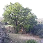 Antea * Mlini