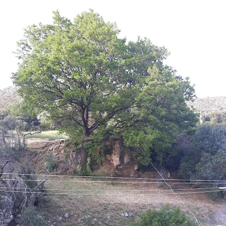Antea * Mlini